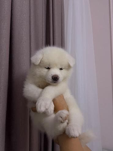 cubuş it: Akita-inu — 2
