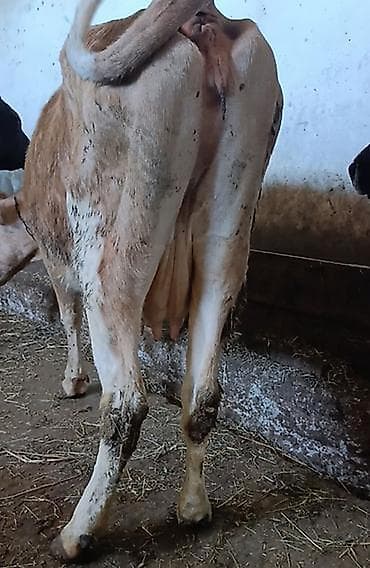 Inəklər, öküzlər: Salam yanindaki balasi 3cu balasıdı. Balasi ivanovka cinsidi — 5