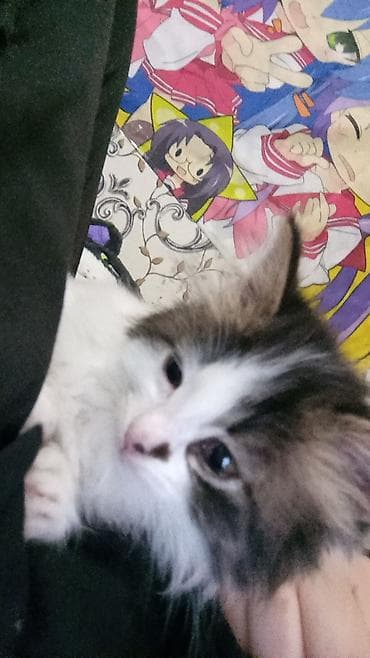 pişik qabı: Dişi — 6