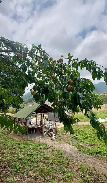 ramanada torpaq: TƏCİLİ SATILIR – Lerik, Hamarmeşə kəndi, 30-cu km Esas yola 50 metr — 1