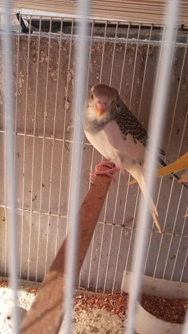 quş üçün qəfəs: Böyük qəfef tek 30 manat + iki papuqayla 50 manat Balaca qəfəs 10 — 5