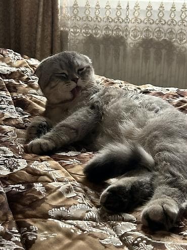 xaski ucuz: Şotland, Erkək, Cütləşmə üçün — 7