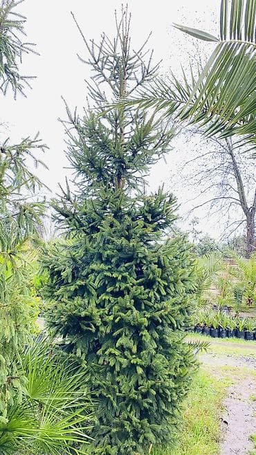 Pixta agacı sifariş üçün əlaqə saxlıya bilersiz vhatsap aktivdir agac