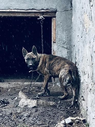 Akvariumlar: 2 il, Erkek — 2