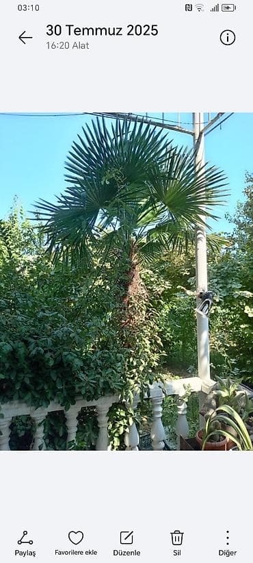 yolka agaci: Təsvir: - Nadir dekorativ xurma ağacları (Trachycarpus tipli, yelpik — 2