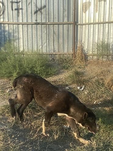 it yemi: Alabay, 6 ay, Erkək, Peyvəndli — 1