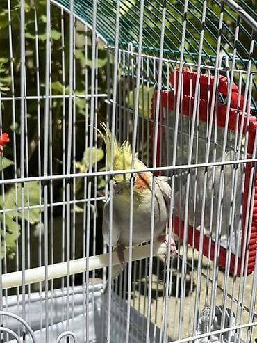 qara toyuq sortu: Nimfa (Cockatiel)-Dişi korella quşu 1 yaşı var yeni almışıq bizdəki — 8
