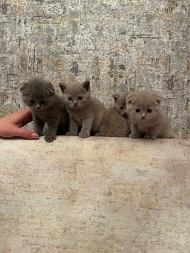 pişik boz: Britan yastı qulaq — 4