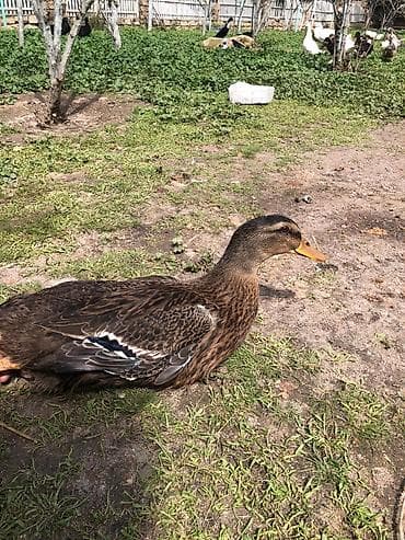 Mallar – ördək (dişi) - Cinsəxasiyyət: yerli malla/çöl rəngli dişi