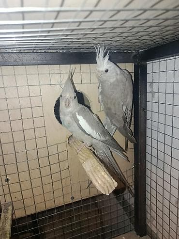 tutuquşlar: Salam yanaxsizdar 180 Bozdar ya axlilar 70 manat Ikiside hazir — 2