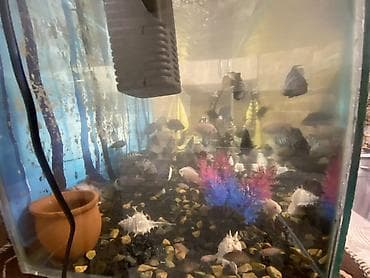 akvarium baliq bazari: Salam . Akvarium Və balıqlar bir yerdə satılır.100 manat. Çixlet — 3
