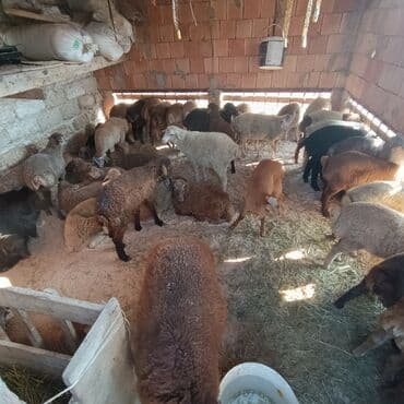 inək satılır binə: Salam əmlik qquzullar satllır ünvan bine atclk 225 den başdıyır 250 ye — 5