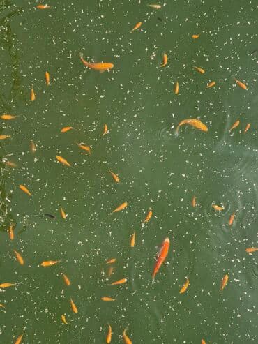 betta balıq: Qızıl balıq, Sülhsevər, Ünvandan götürmə — 9