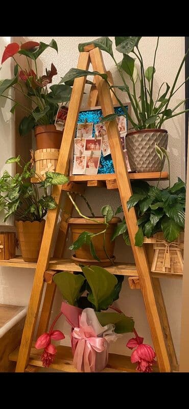 gul refleri: İşlənmiş, Gül rəfi, Azərbaycan — 2