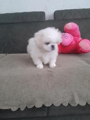 itlerde gene: Pekin qədeş balası – ağ rəngli, uzun və yumşaq tüklü, kompakt bədən — 3