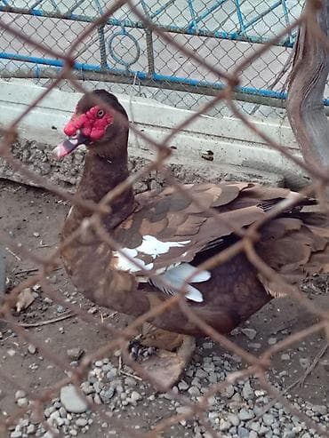 sadlar: Erkək, | Lal ördək, Damazlıq, Ünvandan götürmə — 2