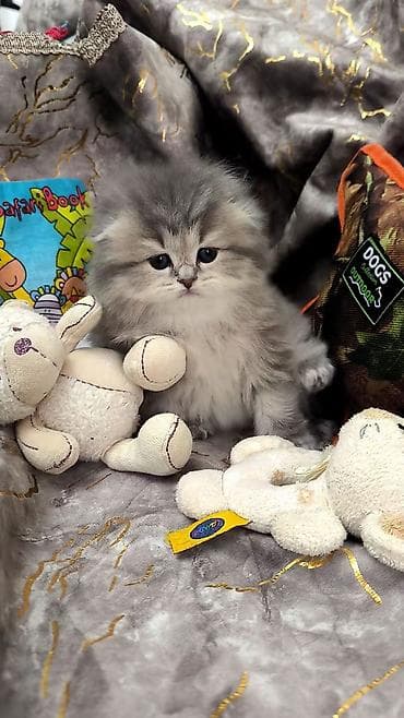 pişik balası: Şotland uzun tüklü — 4