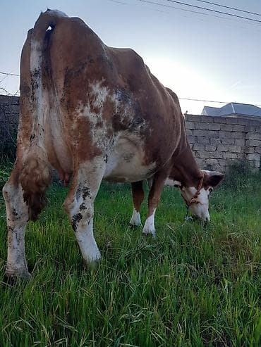 it satisi afcarka: 3qarına simental inek ayın 8 doğub bulama 15 litir sude dusmuyub 25 — 2