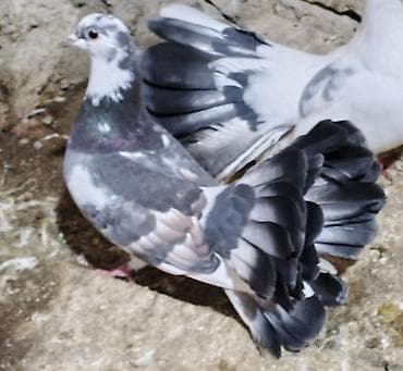 qarayevde daye: Salam maya qusdu qizgindi saglamligina cavabdehem — 2