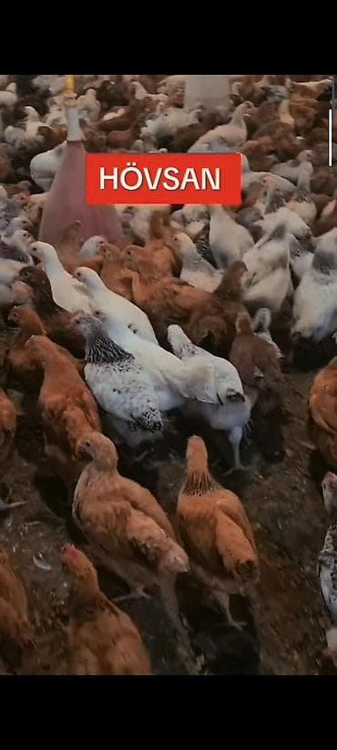 damaz: HOVSAN :65 GUN TAM SAGLAM DAMAZLIQ ✅ 0️⃣ 5️⃣ 5️⃣- 7️⃣ 7️⃣ 8️⃣- 0️⃣ — 2