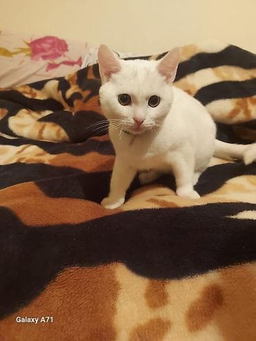 bala pisik sekilleri: Türk anqora, Erkək, Yaxşı əllərə, Ünvandan götürmə — 1