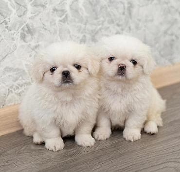 mal bazarı: Pekines cinsi – 2 ədəd erkək balası. - Qurd dərmanları verilib. - — 1