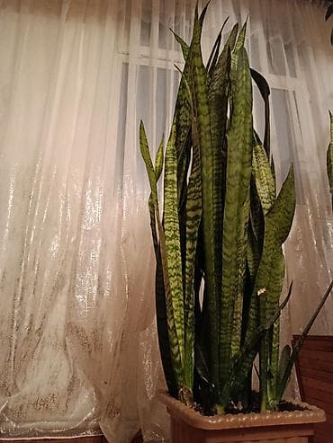 bezek bitkisi: Sanseverya (Qayın dili) otaq bitkisi - Hündürlük: 118 sm, sıx kolda — 4