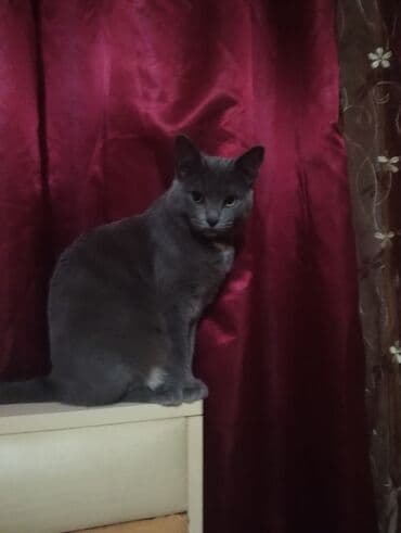 benqal pişik: Britan, Dişi, Yaxşı əllərə, Ünvandan götürmə — 4