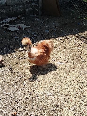 ev heyvanı satışı: Pon ponlar satılır 4 ədəddi hamısı toyudu hal hazırda yumurtuyurlar — 5