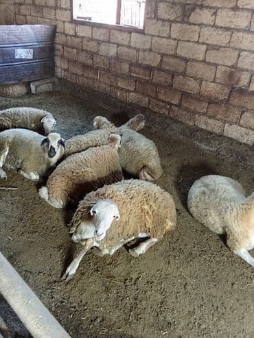 Коровы, быки: Qoyun sürüsü – qarışıq rənglər və yaşlar - Təsərrüfat şəraitində — 4