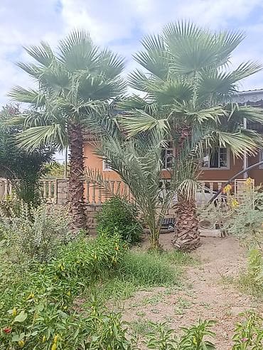 ucuz gul buketleri: Dekorativ palma ağacları – iri ölçülü, fan formalı yarpaqlı növ — 2