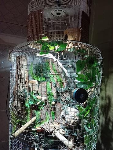 ev quş: Unikal şaquli terrarium/volyer – dekorativ ağac gövdəsi və təbii — 6