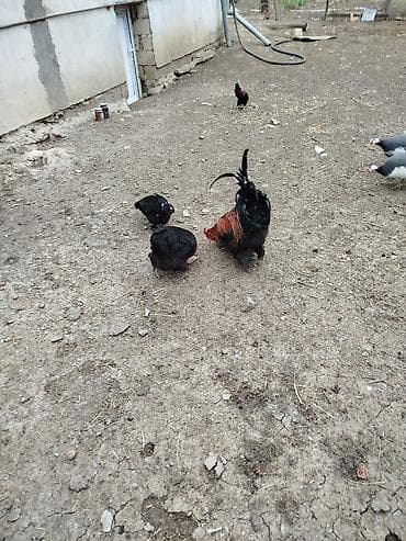 firəng toyuğu: Toyuq, Damazlıq — 3