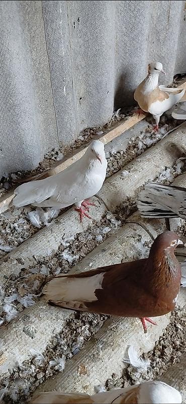 Птицы: Məhsul: Ev göyərçinləri gördüyünüz quşların hamsı bir dam quşdur 40dan — 4