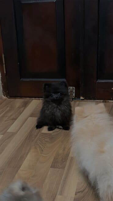 Şpitz, 3 ay, Dişi, Peyvəndli, Ünvandan götürmə