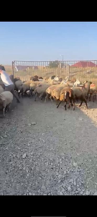 cane corso qiyməti: 30 Eded qoyundu 1 Eded qoç 15 ededi birinci qarinidi 15 ededi ise — 3