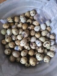 çoban iti adlari: Ağ rəngli bildirçin . Bu quşlar ev heyvanı kimi və ya yumurta və ətlik — 1