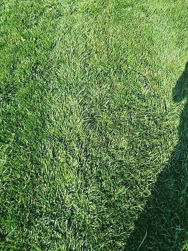 xan cinarı: Qazon Sifarişi — 3