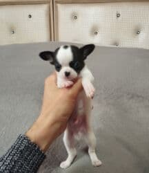 Çixuahua, 1 ay, Peyvəndli