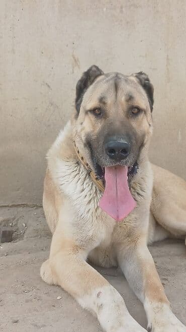 Qurdbasar, 2 il, Erkek lalafo.az -da Qurdbasar, 2 il, Erkek