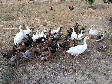 ordek balası: Xarkov qışqıran ördəklər.Hər qiymətə var.unvan Binəqədi kendi.Whatsapp — 2