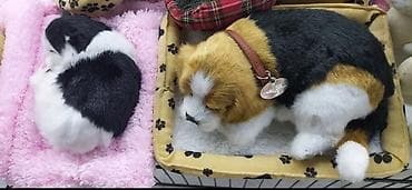 Salam eziz musderilermiz yeni masin ucun sit usdu itlermiz ve — 2