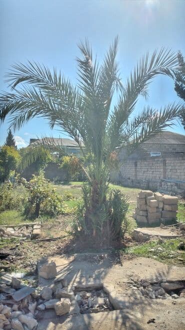 banan agaci: Xurma palmı həyət və bağ üçün dekorativ və məhsuldar ağac. Şəkillərdə — 2