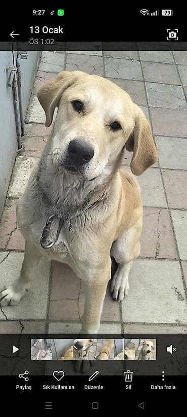 it ucun qurd dermani: Labrador-retriver, 10 ay, Dişi — 1