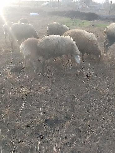 gence toyuq cuce: 54 qoyun 2 erkək 42 quzu 12 si də boğaz — 3