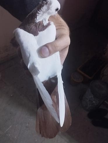 Tutuquşları: Kekilli qırmızı boyun qırmızı quyruq maya sağlam heyvan gondermek olar — 1