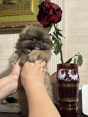 heyvan satilir: Pekines, 2 ay, Dişi — 3
