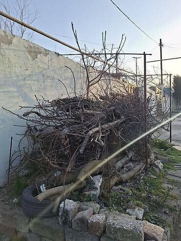 Шланги: Salam 1 qazel quru meyvə odunları satılır təndir ocağ istidafəsi üçün — 2