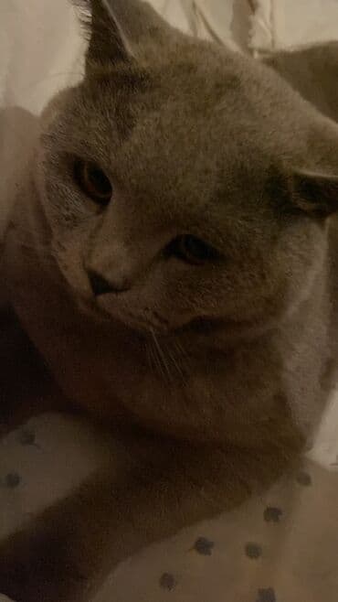 Amerikan Shorthair, Erkək, Yaxşı əllərə lalafo.az -da Amerikan Shorthair, Erkək, Yaxşı əllərə