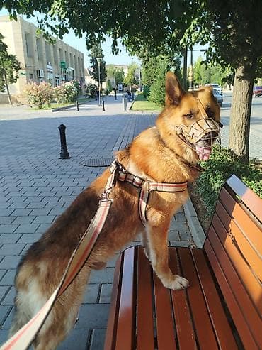 azerbaycan it adlari: Alman çoban iti, 1 il, Erkek, Peyvəndli, Ödənişli çatdırılma — 5